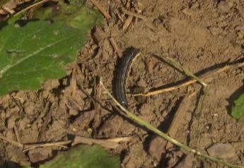 Armyworms Attack Midwest, Entomologists and Farmers Say Fields Wiped Out in Hours