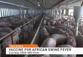 New ASF Vaccine Candidate Offers Promise to Global Pork Industry