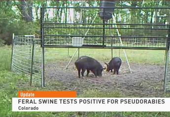 Feral Swine Test Positive for Pseudorabies at Colorado Farm 