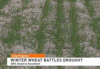 First Winter Wheat Rating for New Crop Lowest on Record for Date with Deepening Drought