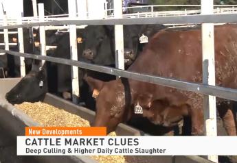 Cattle Numbers Historically Tight:  When Does the Market Realize It?  