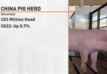 China's Hog Numbers Rise, But Demand Still Suffers from COVID-19