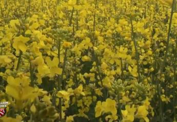 Big Oil is Teaming Up With Big Ag, And it Could Turn Cover Crops Into the New Cash Crop for Farmers