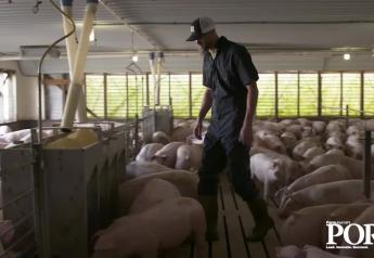 Is There an Answer to African Swine Fever Fatigue?