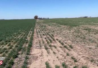 Kansas Winter Wheat Crop Crippled by Drought that Covers 80% of the State