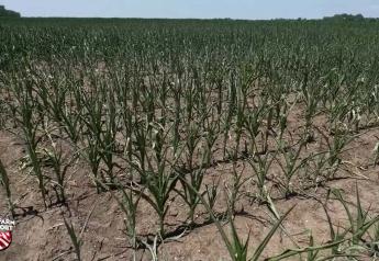 Drought Eases Slightly but Still Grips Corn Belt:  Nebraska Farmers Face Second Year of Dryness and Yield Loss