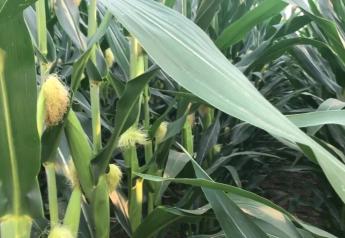 Ferrie: Give Corn A ‘Big Push’ With Better Nutrient Allocation