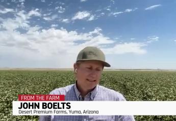 Are Arizona Crops Sizzling as Temperatures Soar? One Farmer Says the Heat is Normal for July