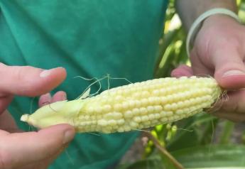 Missouri Farmer Discovers Startling Reality of Drought: Entire Cornfields Never Pollinated This Year