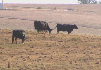 No Bumper Hay Crop, 44% of the Cattle Inventory In Drought