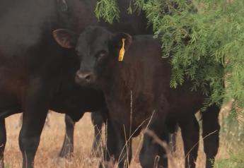 Optimism Amidst Adversity: Resilience and Hope Remain in the U.S. Cattle Industry
