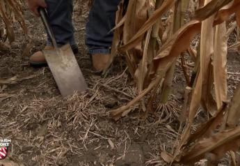 Fall Planted Cover Crops Can Break a Corn Soybean Rotation and Improve Soil Health
