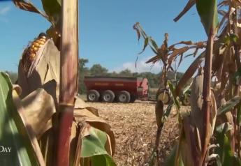 AgDay TV: Quarterly Stocks Bullish for Corn, Bearish Soybeans. Wheat Hit by Higher Production