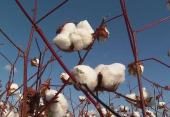 West Tennessee Farmer Says He Just Harvested the Best Cotton Crop of His Life