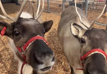How One Family is Sharing the Magic of Christmas on Their Farm