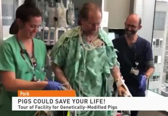 Pigs Could Save Your Life