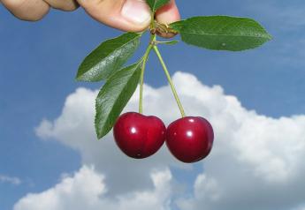 cherries-in-my-fingers-1546582-1600x1200