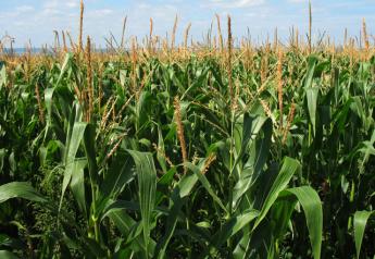 New corn disease identified in Illinois