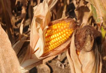 corn_fall_harvest_(5)