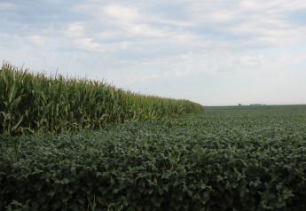 crop-tour-2014-corn-soybean-field-Illinois