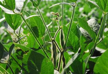 croptour15-soybeans-indiana