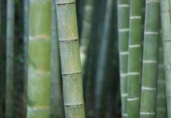Moso timber is the premier bamboo variety for high value wood products.