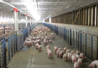 Pig Barns Prep for More than Frigid Temperatures This Winter