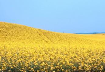 Canada Bets on Canola in US-China Flap