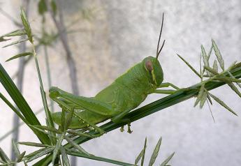 Anticipating Grasshopper Impact for the Grazing Season