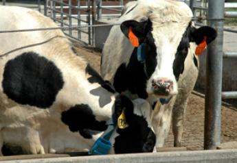 heat detection cows