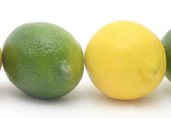 Mexican new crop limes may loosen market