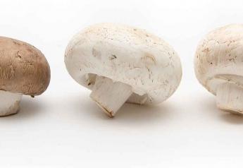 Mushroom output slowed by tight labor, input shortages
