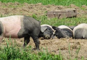 organic hogs