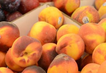 Good crop of California stone fruit expected