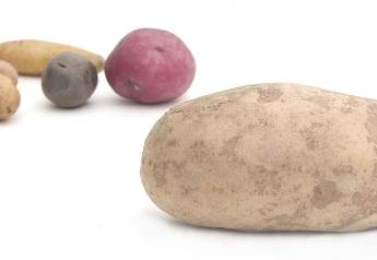U.S. potato crop rated 2% lower