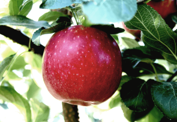 Triple-digit heat shrinks Northwest fruit crops but extent of damage uncertain