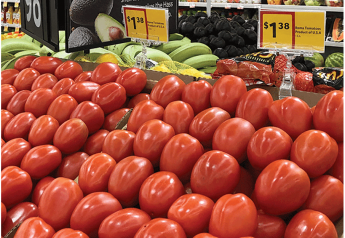 Florida tomatoes coming on despite damage from Hurricane Ian