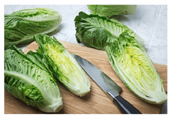 USDA researchers look at fall seasonal effects connected to E. coli outbreaks in bagged romaine
