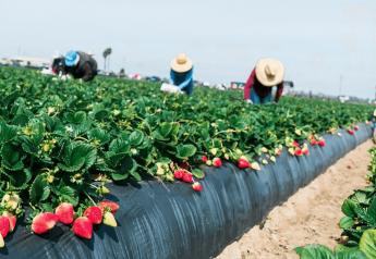 Big challenges noted but optimism strong for strawberry marketers