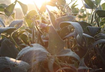 soybeans-in-sun-crop-tour-2014