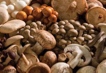 No need to stop touting mushroom’s immune-boosting benefits