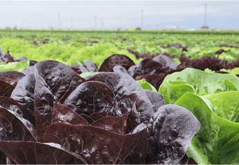 New days for California lettuce: The Packer survey