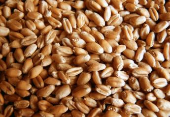 Russia's Wheat Crop Struggles with Spring