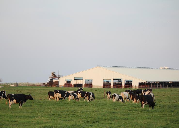 Displaced Abomasum: Avoiding the Need for a Tummy Tuck in Dairy Cows