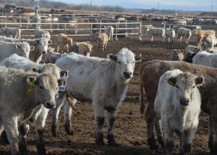 In The Cattle Markets: Feeder Cattle Odds and Ends