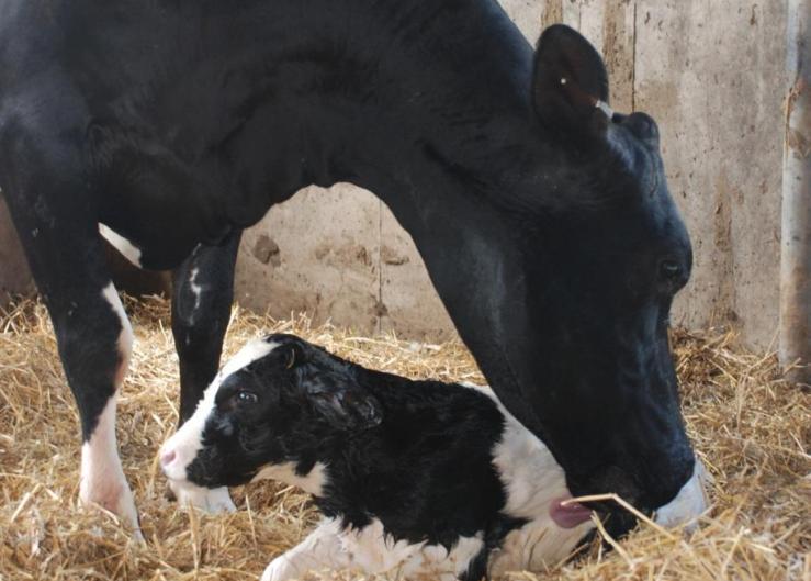 Calving is a time that puts a considerable amount of stress on the cow. 