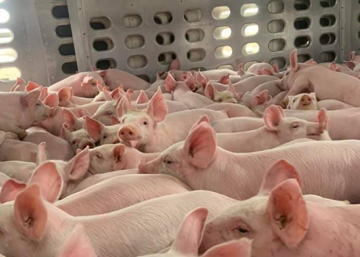 Vehicle Movement Study Sheds Light on Risks of Swine Disease Spread