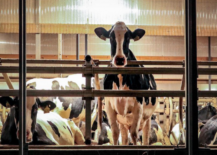 Are Cow Noses the New Fingerprint to Unlocking Livestock Facial Recognition?