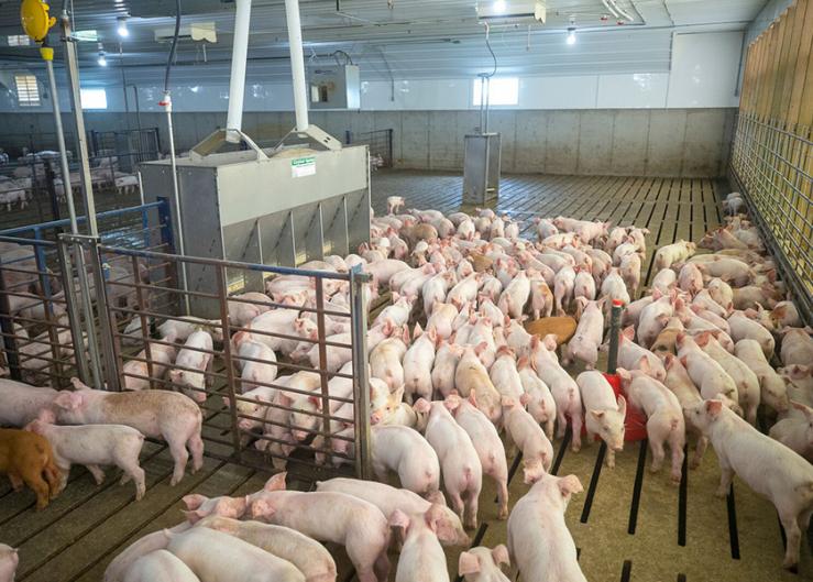 Canadian Pork Producers Disappointed by Decision on AgriStability