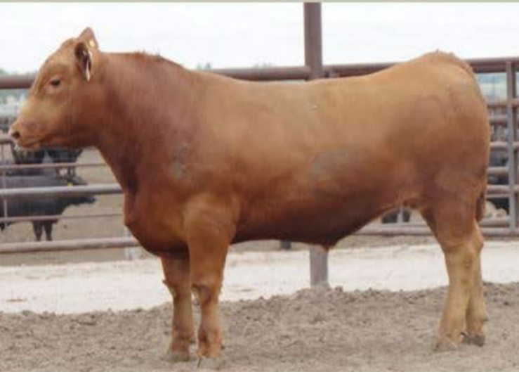 Champion Steer, Average Daily Gain in the 2020 American Gelbvieh Foundation Steer Challenge Contest